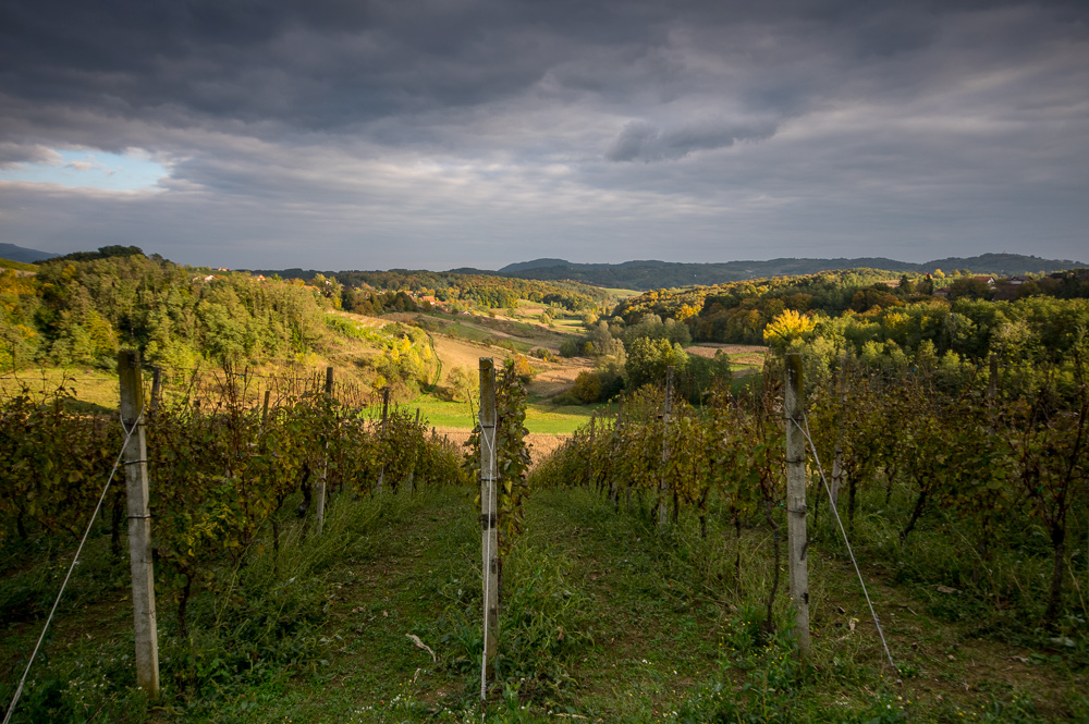 Vinograd - Vineyard