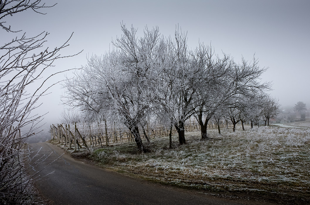 Frosty landscape