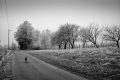 Psić u šetnji zimskim krajobrazom