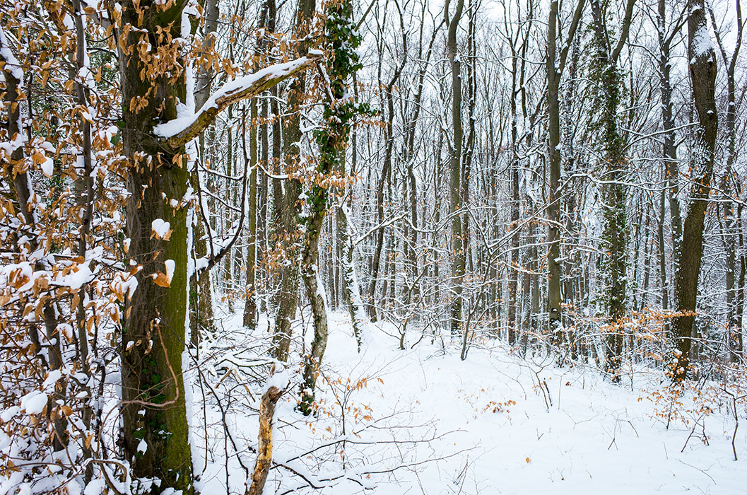 Snow in the woods