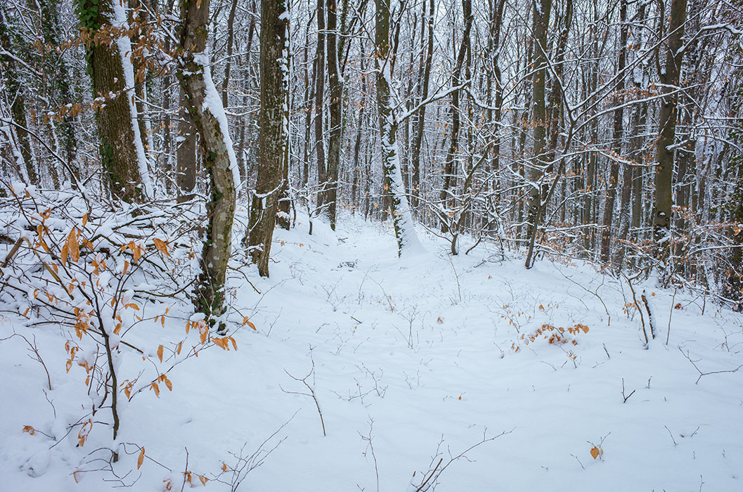 Šuma u snijegu 