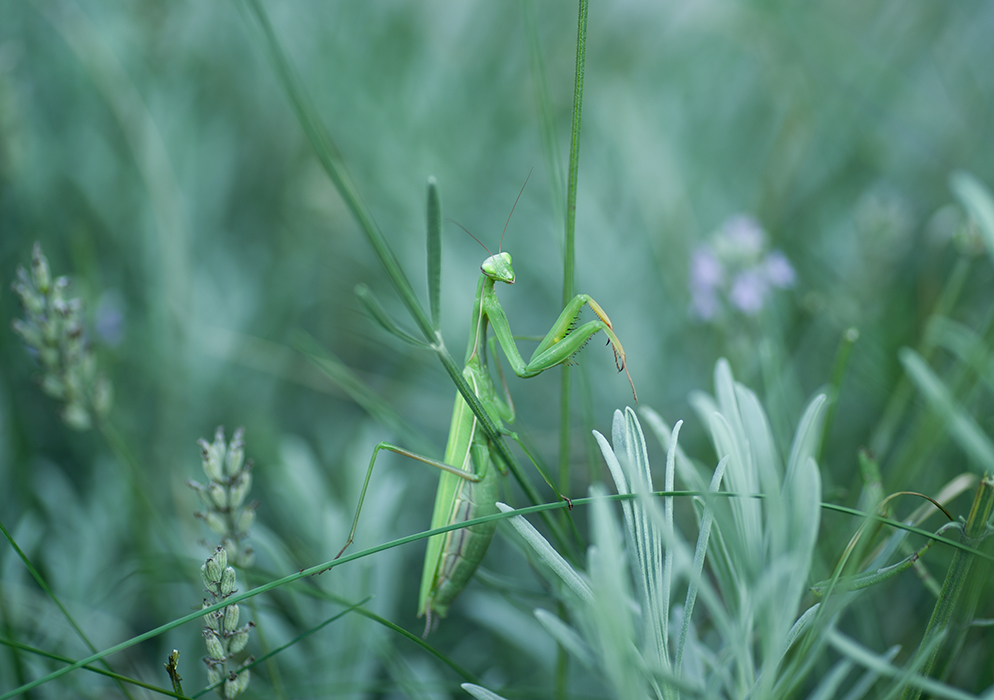 Mantis Religiosa