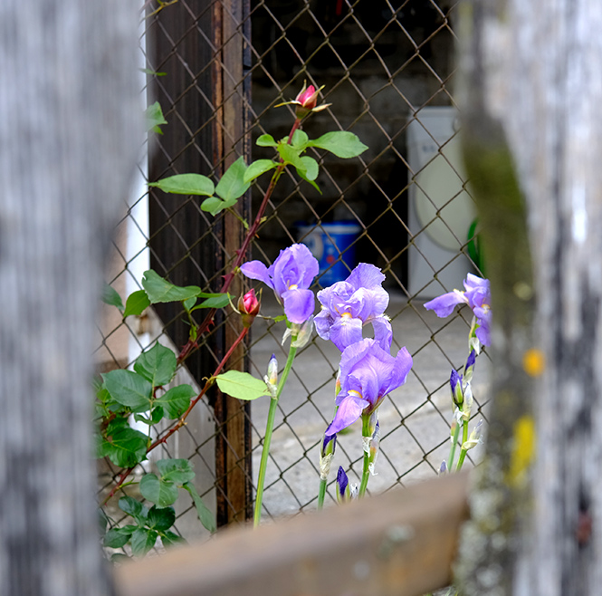 Iris in May