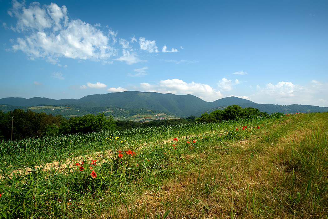 Strahinjščica, lipanj 2019