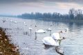 Swans on Lake Jarun