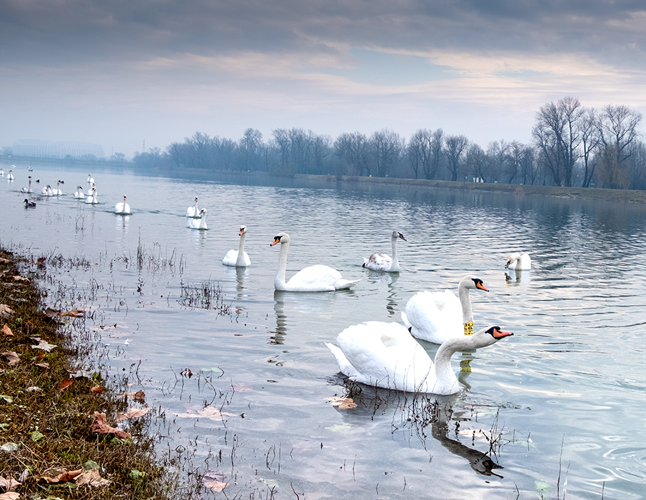 Swans on Lake Jarun