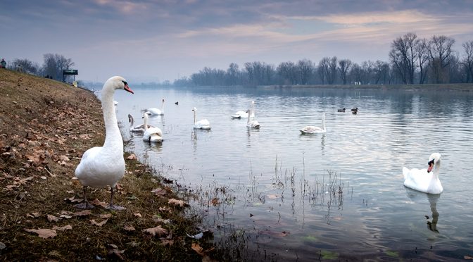 Swans on Lake Jarun