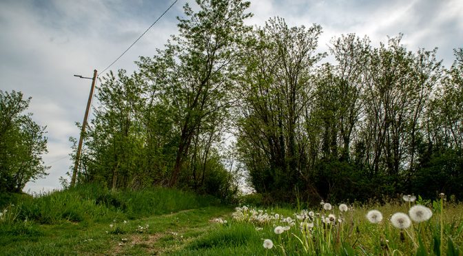 dandelions