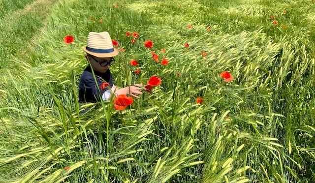 Boy and poppies