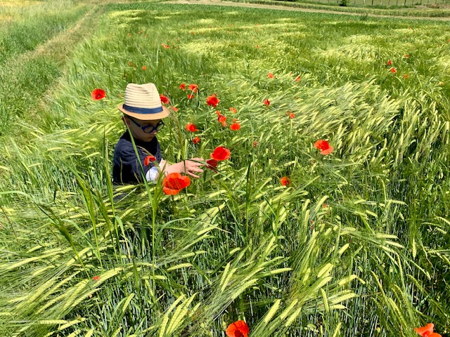 Boy and poppies