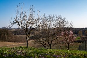 Peach in bloom