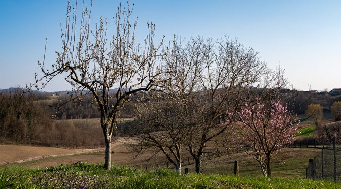 Peach in bloom