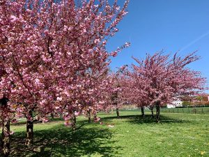 Japanese cherries