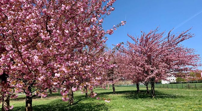 Japanese cherries