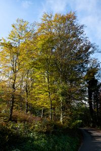 Autumn in the woods