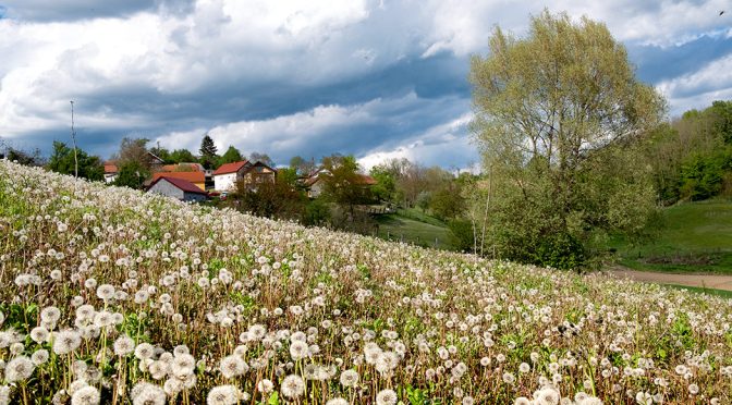 A field of dandelions