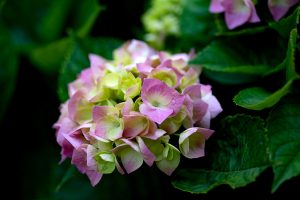 Hydrangea